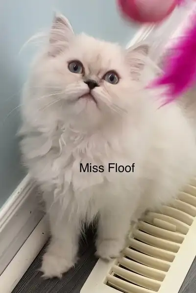 Adorable British longhair / Himalayan kittens, View more