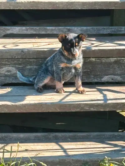 Australian cattle dog puppies born April 2 2025. Ready to go. Located in Dunham 2 females and 1 male...