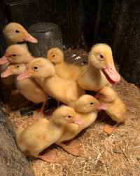 Pekin ducklings available 