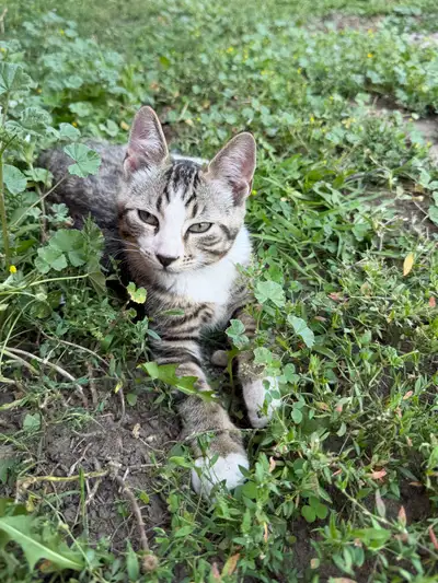 Cute kittens  , View more