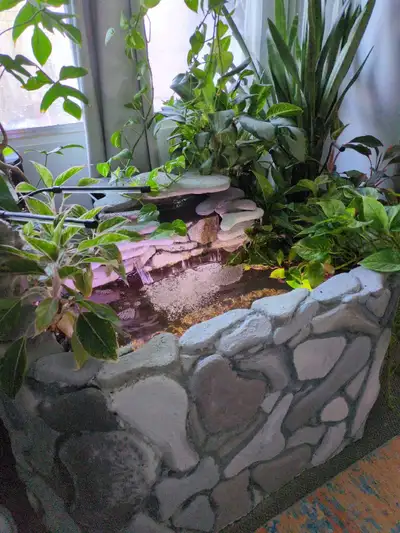 koi fish pond, View more