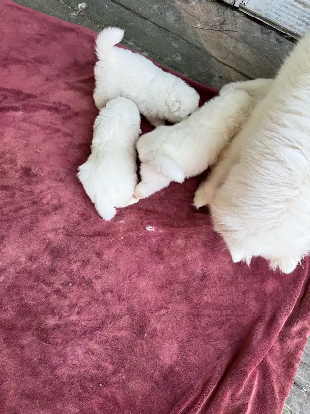 SAMOYED PUPPIES -CHIOTS SAMOYÈDES in Dogs & Puppies for Rehoming in Laurentides - Image 3
