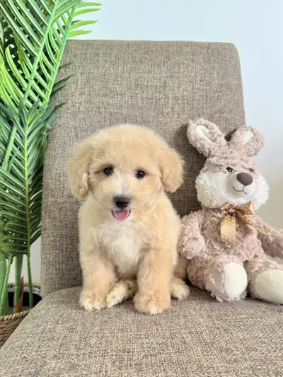 Adorable Toy Poodle Bichon Puppies - Healthy & Vet Checked, View more