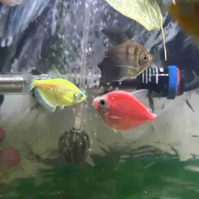 Glofish for aquarium available, View more