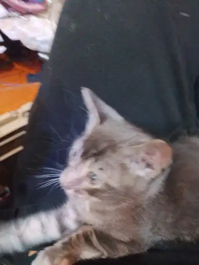 Male silver bangle kitten, View more