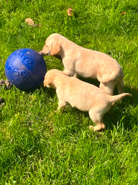 Purebred lab puppies