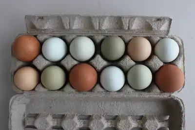 We have fertilized chicken hatching eggs. $25 per dozen.