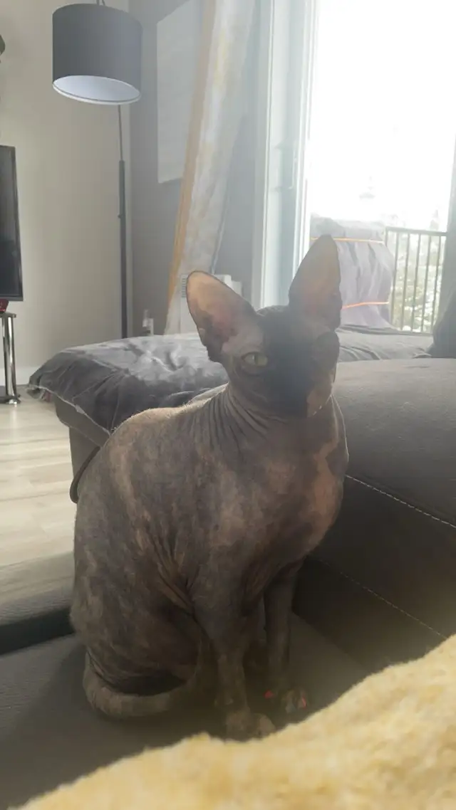Sphynx femelle in Cats & Kittens for Rehoming in St-Georges-de-Beauce - Image 5