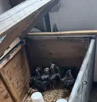  10 Silver Laced Wyandotte Chicks 