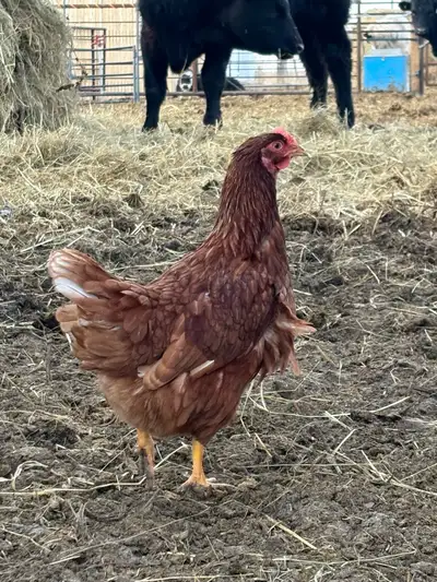 Brown egg layers. 7.5 months old. Free ranging and laying very well. Located between Lang and Yellow...