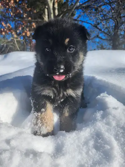 German Shepherd Mix...the perfect Valentine's Day gift, View more