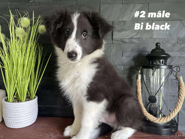 chiots berger shetland dans Chiens et chiots à adopter  à Victoriaville - Image 4