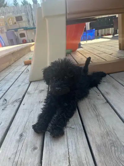 Snchnoodle puppy, View more