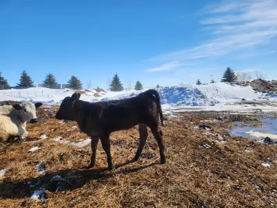 Heifer calf born February 4, 2026, pushing 200 pounds Sire: Tarentaise Dam: Holstein x Black Angus R...