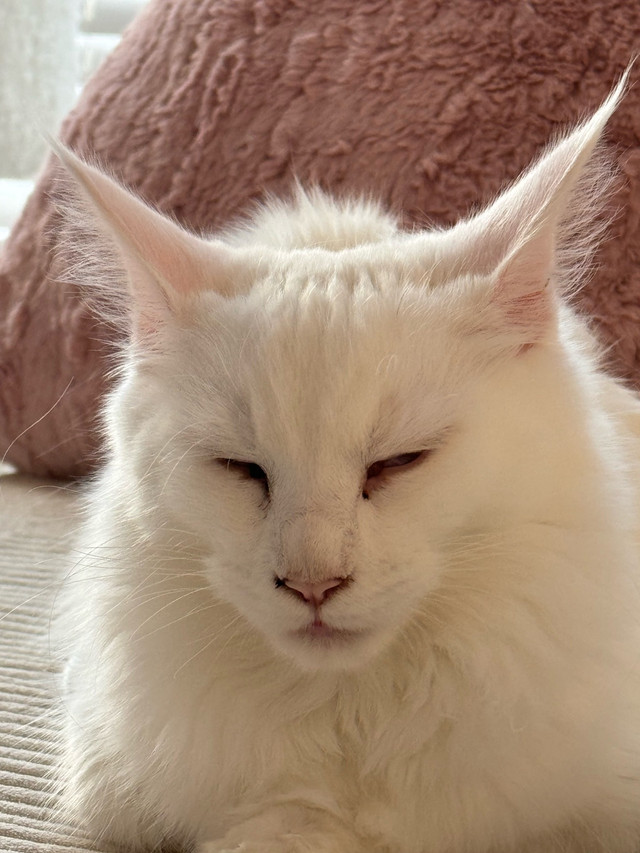 white mainecoon in Cats & Kittens for Rehoming in Abbotsford - Image 3
