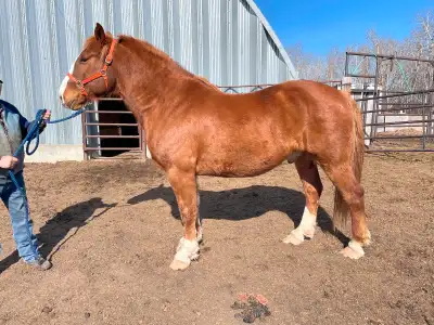 ISO: 5-10 older cows with calves or older bred cows.