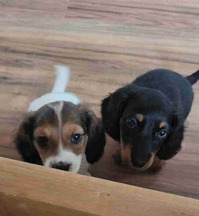 Longhaired Miniature Daschunds in Dogs & Puppies for Rehoming in Stratford