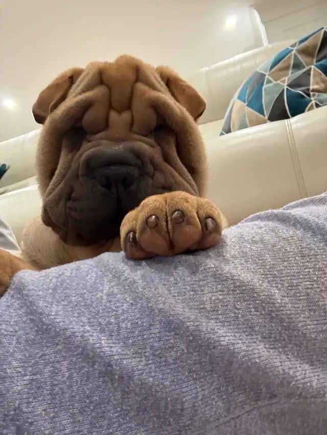 Chinese Shar Pei puppies in Dogs & Puppies for Rehoming in St. Catharines - Image 3