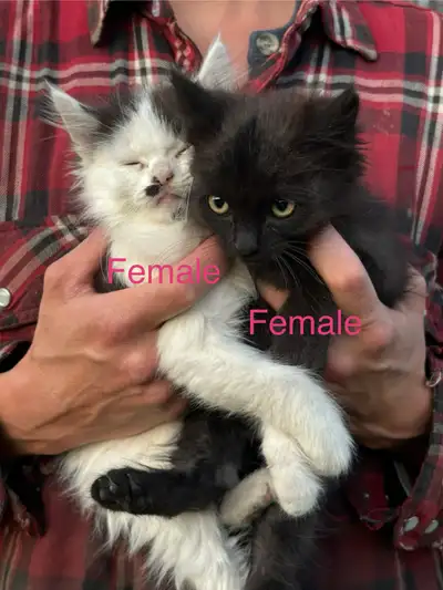 Barn Kittens For Sale, View more