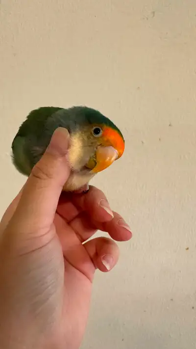 Female Dutch Blue Peachface Lovebird, View more