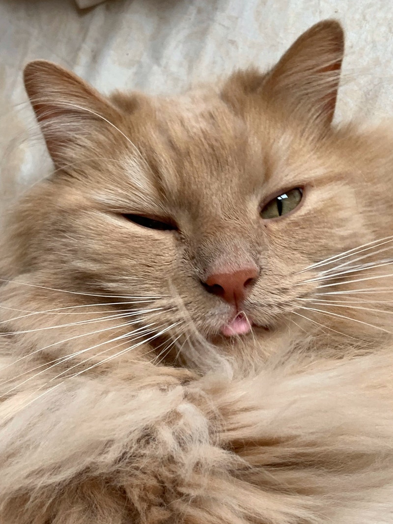 Looking for cat friendly rental, starting Jan/Feb 2023! Long Term