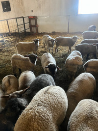 lambs for sale 