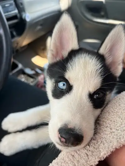 Purebred Siberian Husky Puppy for Sale, View more