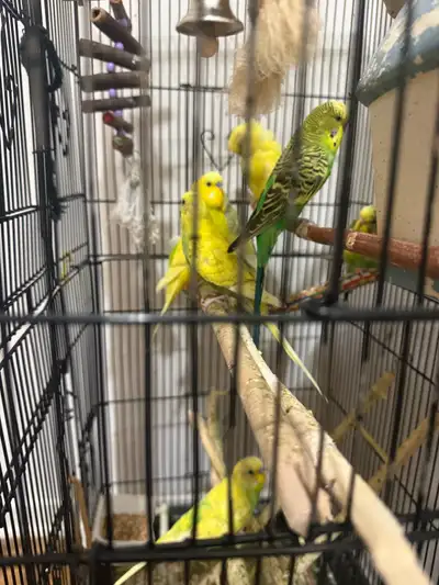 budgies for sale with large cage , View more