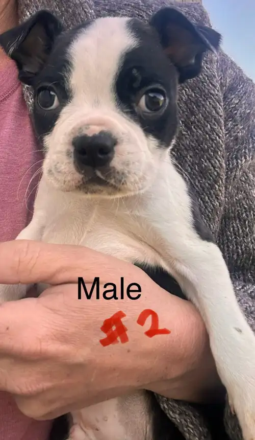 Price drop on this sweet boy , he is absolutely amazing (14 weeks 800$ ) … (Both parents are pure br...