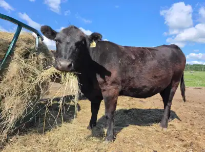 3 year old Angus cow, View more