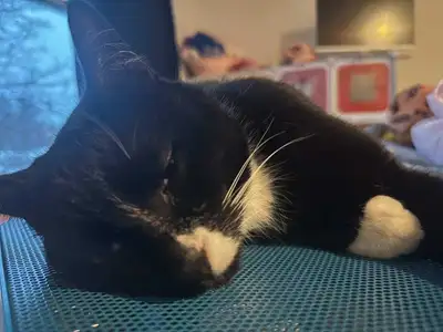 Cat for adoption, View more