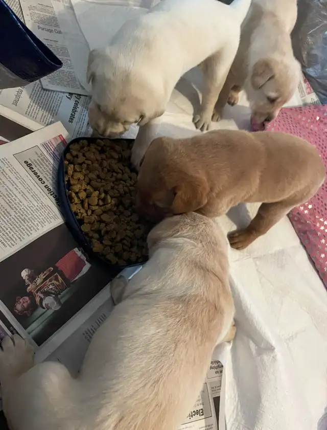 ❤️male Lab puppies❤️ in Dogs & Puppies for Rehoming in Edmonton - Image 6