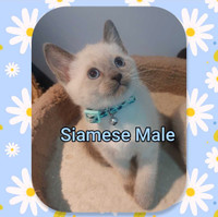 Beautiful Siamese Kittens 