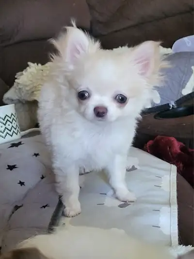 Very Fancy, Tiny LC Chihuahua Girl Puppy, View more