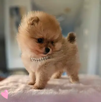 Are you searching for a tiny Pomeranian, View more