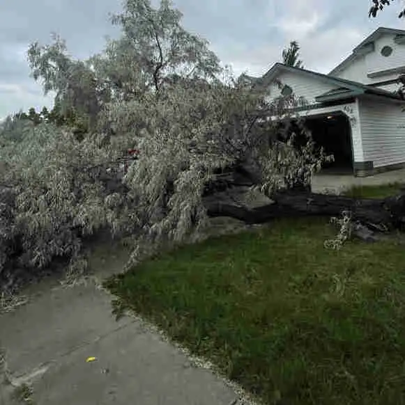 Tree Removal & Trimming Services