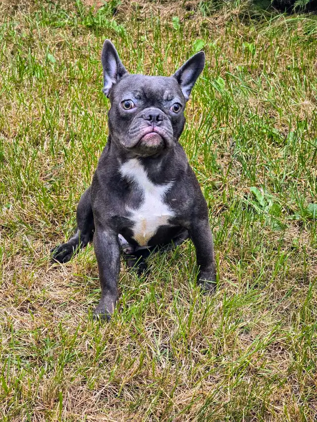 CHIHUAHUA MALE/2FEMELLE DÉNIERE PORTÉ D QUALITÉ/2 FRENCHTON MALE in Dogs & Puppies for Rehoming in City of Montréal - Image 10