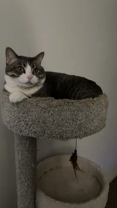 Cat for rehoming, View more