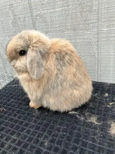 Attention: Please read the ad carefully. If the ad is up, bunnies ARE AVAILABLE. Next delivery to Ot...