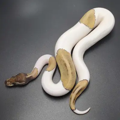These are 2025 babies, all eating well on frozen/thawed rats. I'm Python Bliss on Instagram and Morp...