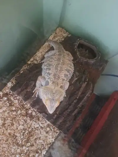 Available for adoption at 80$ tanks not included Giant bearded dragon Very large volta ball python m...