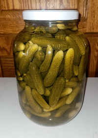 Homemade small Dills with Garlic Pickles