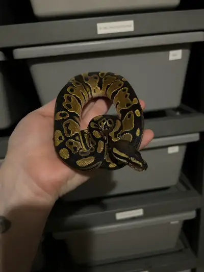 Male Baby Ball Python Pairing was Pied Het MJ x Het Pied Eating well on F/T Looking to ✈️ ID 2-2025-...