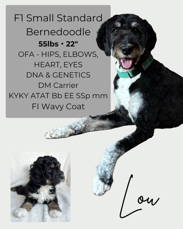 2 spots left | MINI BERNEDOODLE Puppies! | Dogs & Puppies for Rehoming ...
