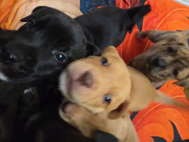 Puppies for sale! in Dogs & Puppies for Rehoming in Calgary - Image 5