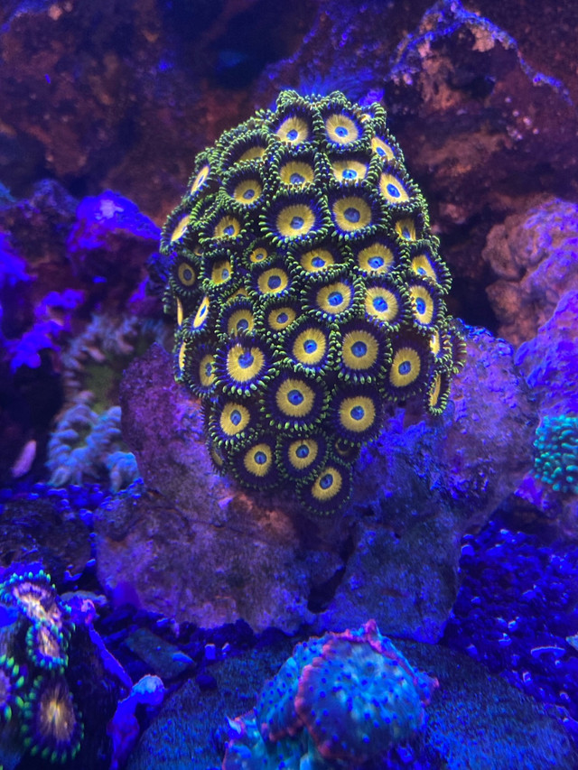 Saltwater coral sale in Fish for Rehoming in Calgary - Image 2