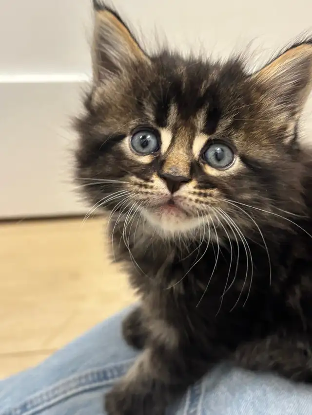 Maine Coon (European &amp; Champion Line) Smoke &amp; Tiger Kittens