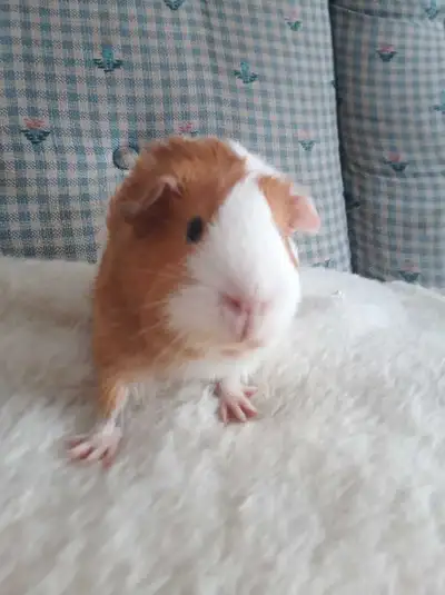 White-red female guinea pig, View more