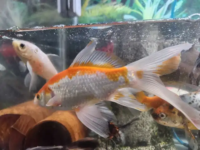 Gold fish in Fish for Rehoming in Mississauga / Peel Region - Image 9