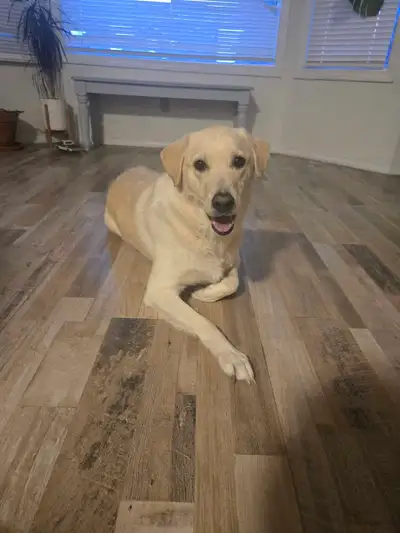 Amazing dog for rehoming- due to no fault of her own, View more